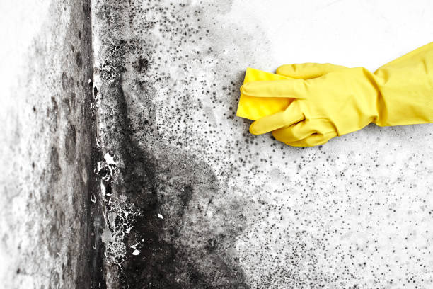 Home Mold Removal in Shady Hollow, TX