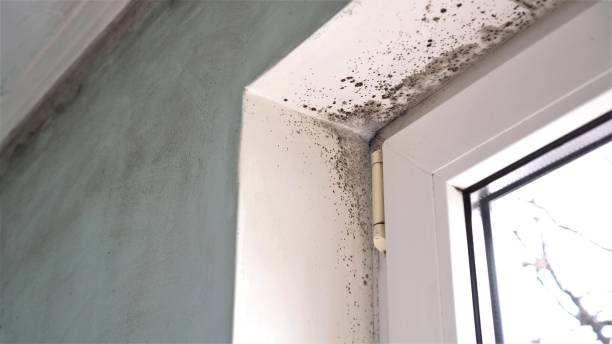 Best Mold Damage Repair  in Shady Hollow, TX