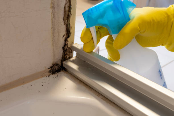 Best Mold Removal Company Near Me  in Shady Hollow, TX