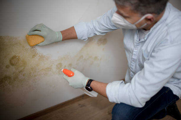 Best Office Mold Removal Services  in Shady Hollow, TX