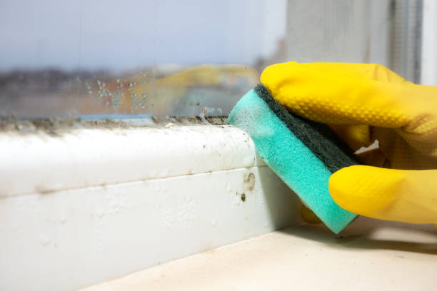 Best Same-Day Mold Removal  in Shady Hollow, TX