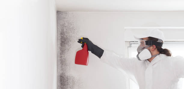 Best Home Mold Removal  in Shady Hollow, TX