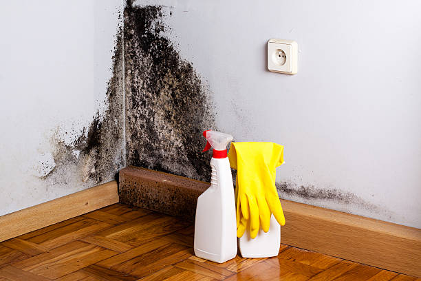 Best Home Mold Removal  in Shady Hollow, TX