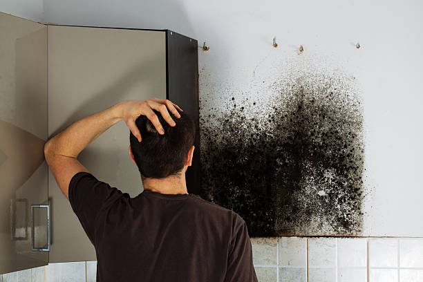 Best Mold Cleaning Services  in Shady Hollow, TX