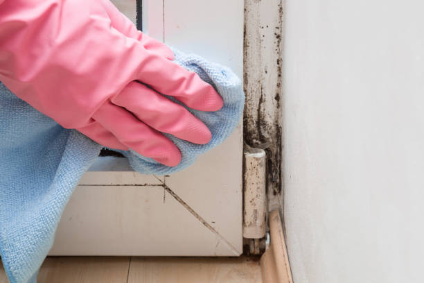 Best Black Mold Removal  in Shady Hollow, TX